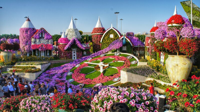 A vibrant scene at the Dubai Miracle Garden, featuring a massive floral clock with pink and purple flower beds, surrounded by whimsical houses covered in colorful blooms. Crowds of visitors are seen enjoying the spectacle under a clear blue sky.