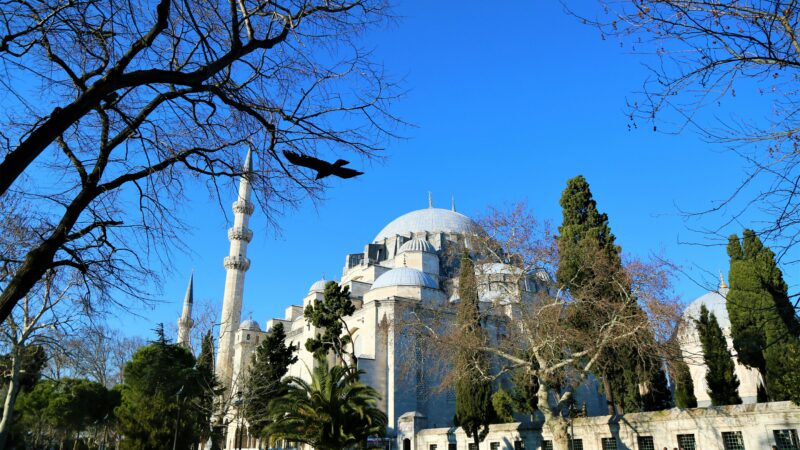 The Blue Mosque in Istanbul under a vibrant blue sky, viewed through the silhouettes of bare winter trees with a bird flying past. People stroll on the green lawn in the foreground.